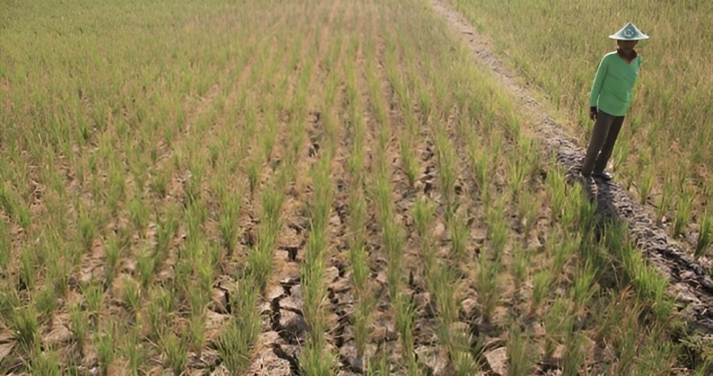 Foto : Ilustrasi persawahan Kukar yang retak. (Istimewa)