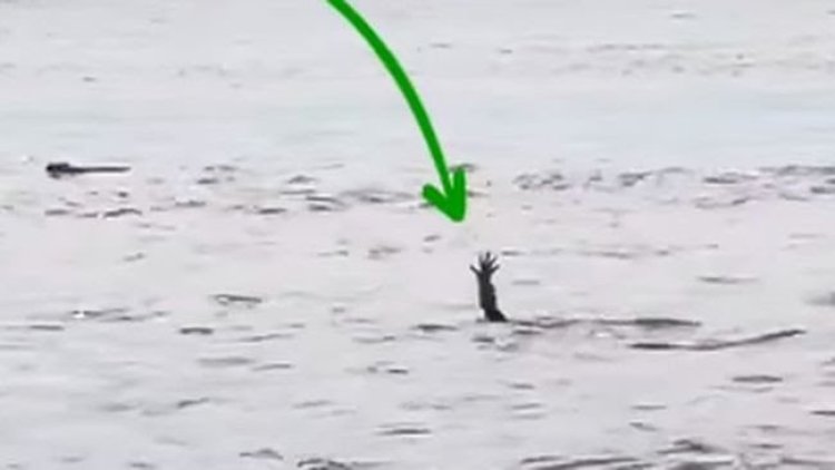 Foto: Tangkapan layar dari video yang menunjukkan buaya pura-pura tenggelam.